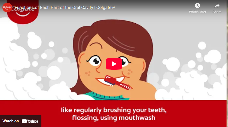 Functions of each part of the oral cavity video